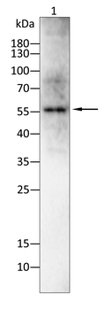 BHLHE41 Rabbit Polyclonal Antibody
