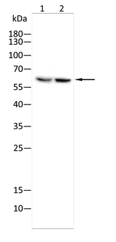 TLE4 Antibody