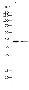 PAX4 Antibody