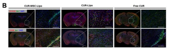 CD206 Rabbit Polyclonal Antibody