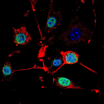 NRF1 Rabbit Polyclonal Antibody