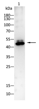 NRF1 Rabbit Polyclonal Antibody