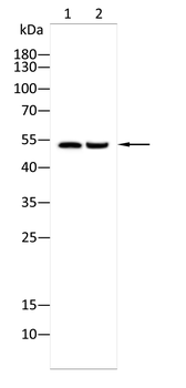NRF1 Rabbit Polyclonal Antibody