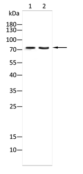 ITK Antibody