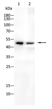 DLK1 Antibody