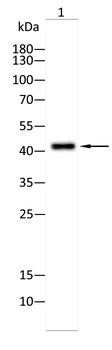 CD55 Antibody