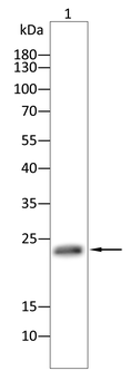 CLDN5 Antibody