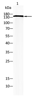 IRS1 Antibody