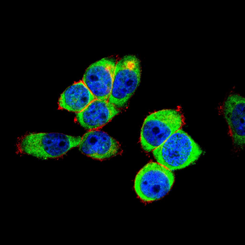 AQP7 Rabbit Polyclonal Antibody