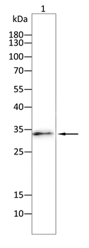 CD80 Antibody