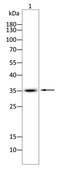 CD40LG Antibody