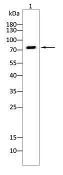 CHUK Antibody