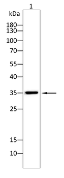 SPP1 Antibody