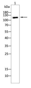 ACLY Antibody