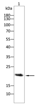 MYL2 Antibody
