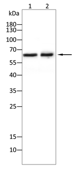 DPYSL2 Antibody