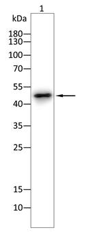 PAX8 Antibody