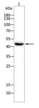 SPI1 Antibody