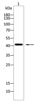 B3GALT4 Antibody
