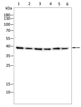 SIRT6 Rabbit Polyclonal Antibody