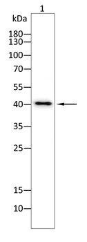 CAMK2A Antibody
