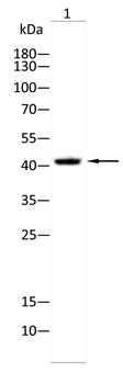 ESRRA Rabbit Polyclonal Antibody