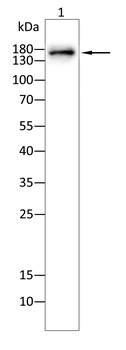 SLIT2 Antibody