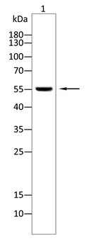 EIF2S1 Antibody