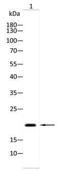 ASRGL1 Antibody
