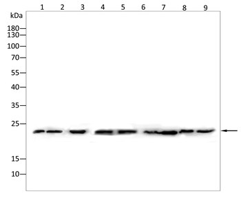 EPO Rabbit Polyclonal Antibody