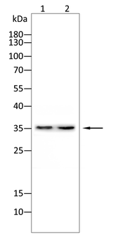 CD142 Rabbit Polyclonal Antibody