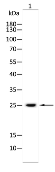SIGMAR1 Antibody