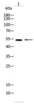 SLC17A7 Antibody