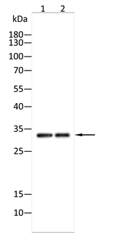 RPSA Antibody