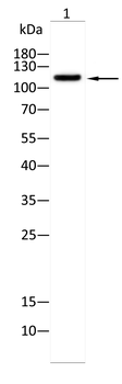 LIPE Antibody