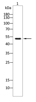 FADS1 Antibody