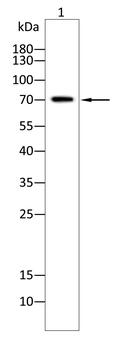 NUP85 Antibody