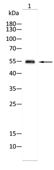 CA9 Antibody