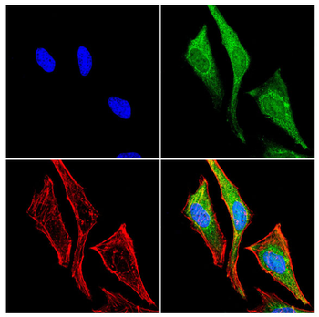 GAPDH Antibody