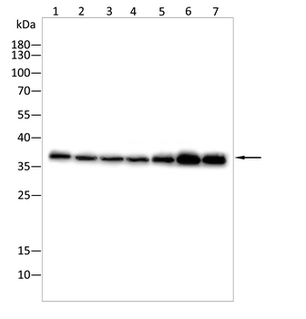 GAPDH Antibody