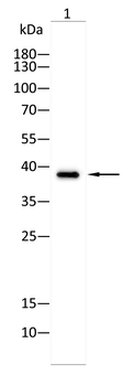 TFPI2 Antibody