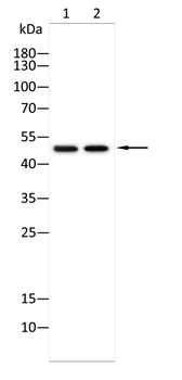 LPL Antibody