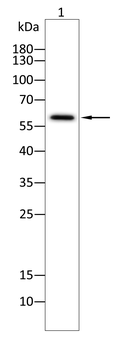 ZYX Antibody