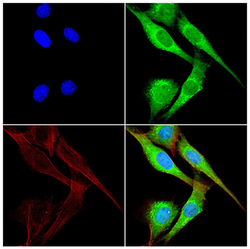Mimitin Rabbit Polyclonal Antibody