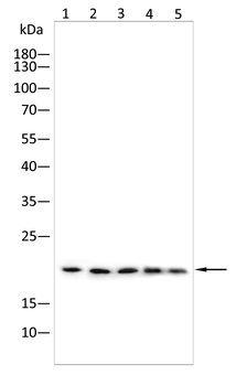 Mimitin Rabbit Polyclonal Antibody