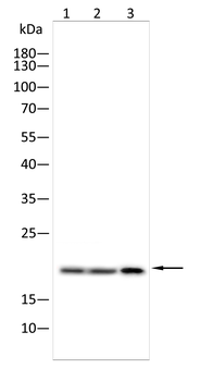 Mimitin Rabbit Polyclonal Antibody