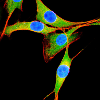 Mimitin Rabbit Polyclonal Antibody