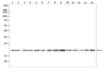 Mimitin Rabbit Polyclonal Antibody