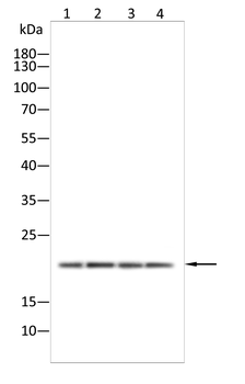 Mimitin Rabbit Polyclonal Antibody