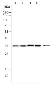 BSP II Rabbit Polyclonal Antibody